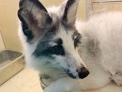 -藦茜花园宠物主题亲子互动体验馆(国顺东路店)