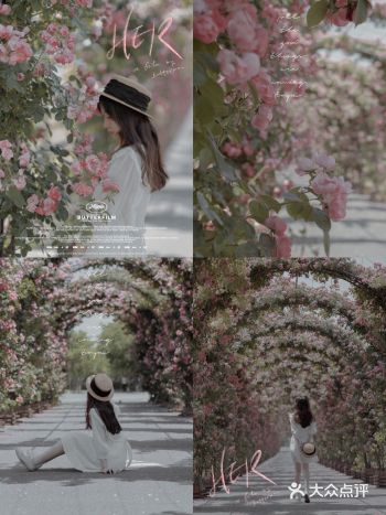 上海花季|百米月季长廊绽放了,宛如少女的法式梦境