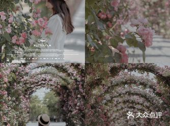 上海花季|百米月季长廊绽放了,宛如少女的法式梦境