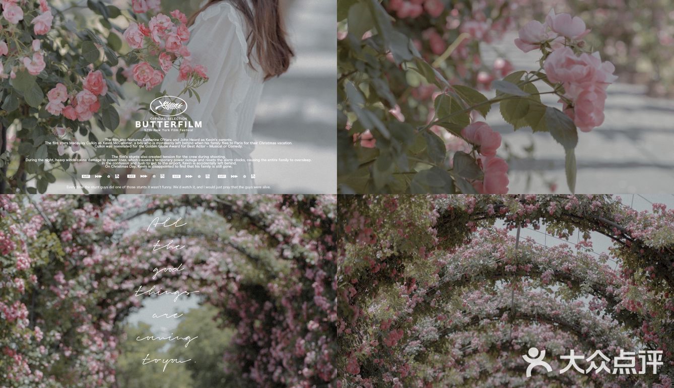 上海花季｜百米月季长廊绽放了，宛如少女的法式梦境