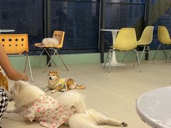 -怪兽屋·羊驼·猫咖·狗咖(俊华广场店)