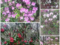 -广东花都湖国家湿地公园