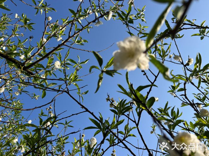南国桃园旅游度假区图片