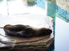 -海合安武汉极地海洋公园