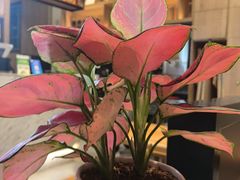 -木屋烧烤(观澜湖新城MH店)