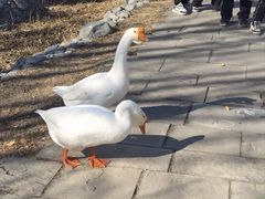 -石家庄市植物园