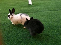 -萌宠亲子动物乐园(槐房万达店)