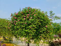 -都江堰玫瑰花溪谷