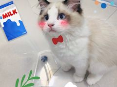 -lincat·猫舍(广州店)