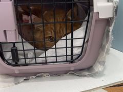 -纳吉亚猫专科动物诊疗中心(蒋宅口分院)