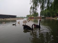 -白洋淀景区