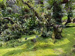 -深圳仙湖植物园
