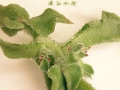 翠云楼-翠云楼·汽锅鸡·云南特色菜(翠湖公园店)