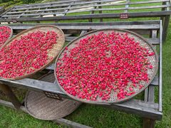 -亚龙湾国际玫瑰谷