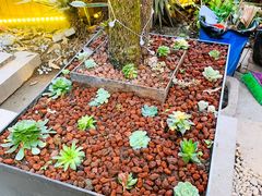 -云里小坐·小院里·团建·宴请·下午茶(三圣乡店)