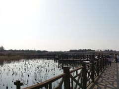 -上海海湾国家森林公园