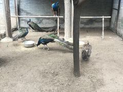 -罔极寺