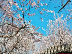 -桃花堤公园