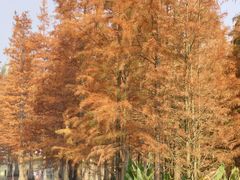 -白鹭湾湿地公园