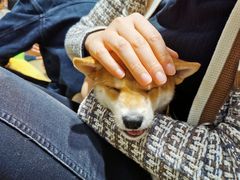 -逗柴咖啡屋·狗咖猫咖宠物桌游