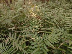 -上海怡沁园度假酒店