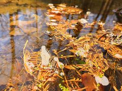 -白水寺森林公园