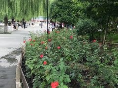-丰台花园