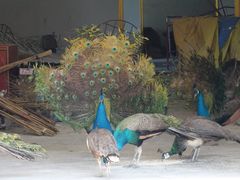 景点-瑞丽独树成林风景区