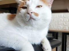 -平行世界·猫咖(首经贸店)