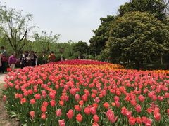 -上海鲜花港