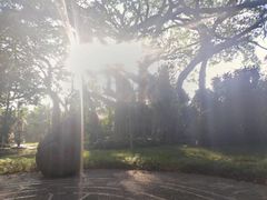 -瑞丽独树成林风景区