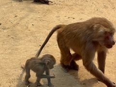 -北京野生动物园