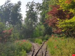 -合肥滨湖国家森林公园