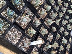 iphone_upload_pic-南农多肉大棚