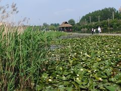 -前关湿地公园