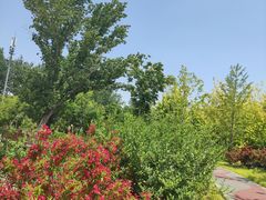 -莲花池公园