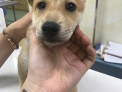 -康乐宝动物医院