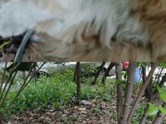 -四川大学(华西校区)