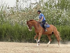 -北京群众马术培训基地