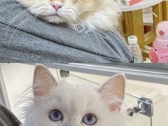 -lincat·猫舍(广州店)