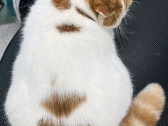 -唐小姐の猫狗洗护·购宠旗舰店(周浦万达店)