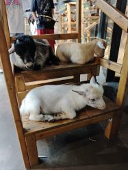 -Zoolung Zoolung动物主题公园(海信广场店)