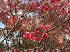 -大宁郁金香公园-停车场