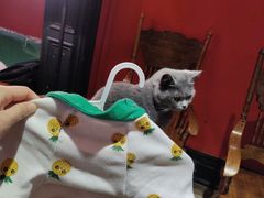 -猫色咖啡·猫咖