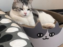 -喜多萌中农锦绣动物医院24H·猫科·牙科MRI·CT