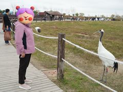 -盐城丹顶鹤湿地生态旅游区