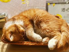 -平行世界·猫咖(首经贸店)