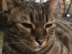 -猫猫幼稚园·撸猫·桌游·电玩