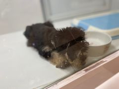 -1013 PET SHOP精品宠物商店(丁香店)