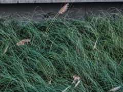-福田红树林生态公园